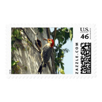 Red-bellied Woodpecker Stamp