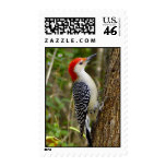 Red Bellied Woodpecker Postage