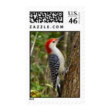 Red Bellied Woodpecker Postage