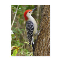 Red Bellied Woodpecker Postcard