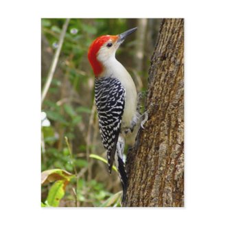 Red Bellied Woodpecker Postcard
