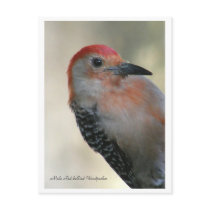 Red-bellied Woodpecker Postcard