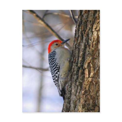 Red-Bellied Woodpecker Postcard postcard