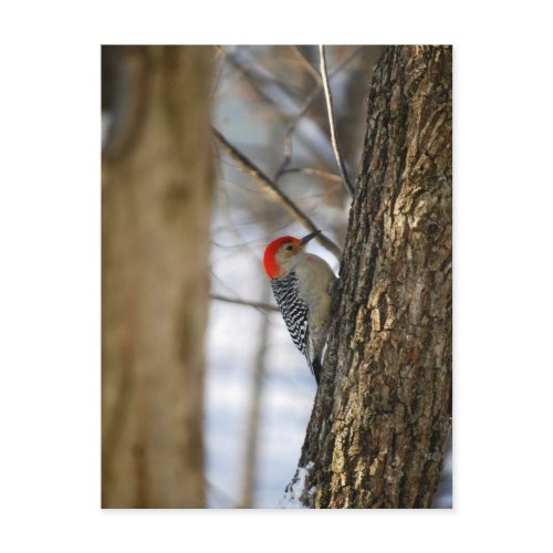Red-Bellied Woodpecker Postcard postcard