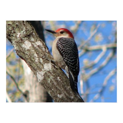 Red-bellied Woodpecker Print by naturegirl7