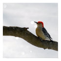 Red-Bellied Woodpecker Poster/Print by nedell Red-Bellied Woodpecker Poster/Print