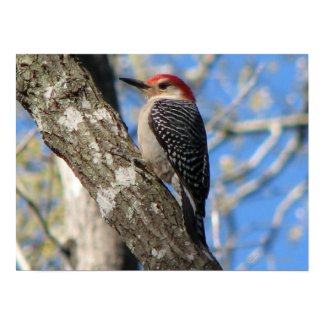 Red-bellied Woodpecker print