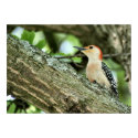 Red-bellied Woodpecker Print by SuRi_Photography Red-bellied Woodpecker Print