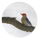 Red-Bellied Woodpecker Sticker