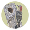 Red-bellied Woodpecker stickers by kphotos Red-bellied Woodpecker stickers