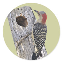 Red-bellied Woodpecker stickers