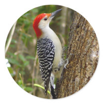 Red Bellied Woodpecker Sticker by natures_edge Red Bellied Woodpecker Sticker