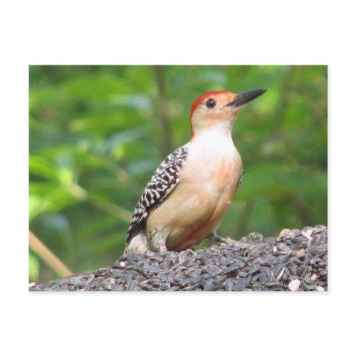 Red-bellied's red belly Postcard postcard