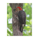 Red-bellied's Tongue Postcard