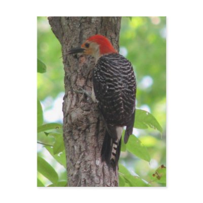 Red-bellied's Tongue Postcard by naturegirl7