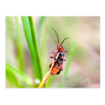 Red belly of Lepture postcards