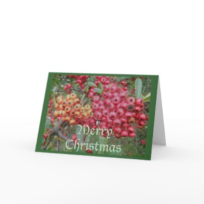 Red Berries Christmas Card by CarolsCamera