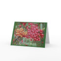 Red Berries Christmas Card by CarolsCamera Red Berries Christmas Card
