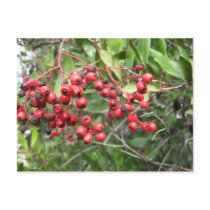 Red Berries on a Postcard