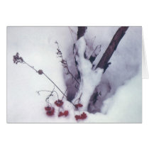 Red Berries on Snow cards
