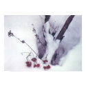 Red Berries on Snow posters by kchwxdr Red Berries on Snow posters