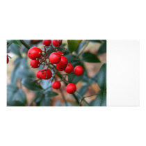 Red Berries Photo Cards photo cards