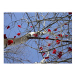 Red Berries