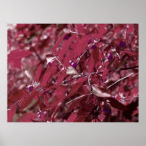 Red Berries Poster