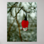 Red Berry Poster