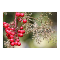 Red Berry Poster