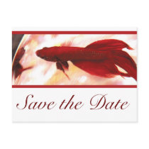 Red Betta Fish Save The Date Post Cards