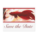 Red Betta Fish Save The Date postcards