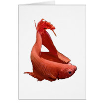 Red Betta Siamese Fighting Fish Cards