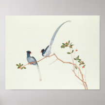 Red-billed blue magpies,a branch red berries posters