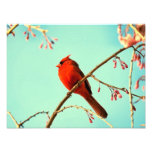 Red Bird & Cherry Blooms Photographic Print