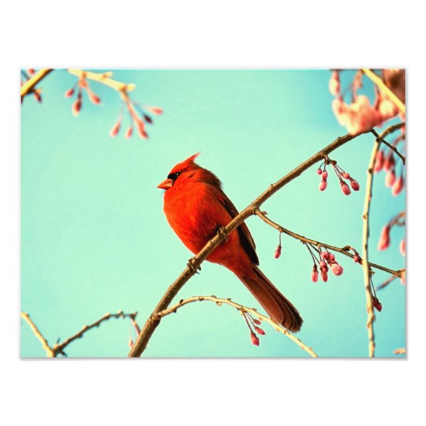 Red Bird & Cherry Blooms Photographic Print