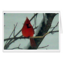 Red Bird Christmas and New Year's card cards