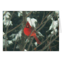 Red Bird in the Snow cards