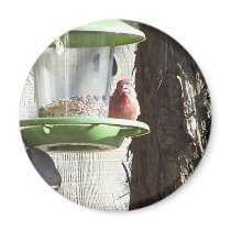 red bird refrigerator magnet
