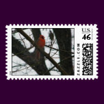 Red bird