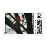 Red bird