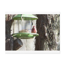 red bird postcard