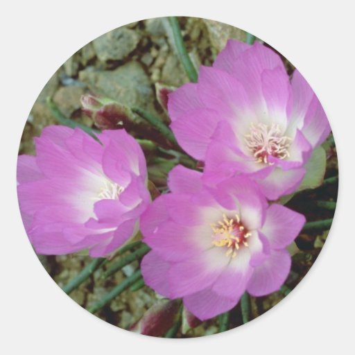 Red Bitterroot flowers Round Stickers