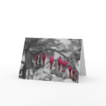 Red Bleeding Hearts Card