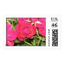 Red Blooms The Rose postage by SperWest Red Blooms The Rose postage