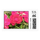 Red Blooms The Rose postage