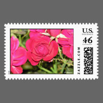 Red Blooms The Rose postage