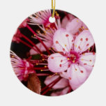 Red Blossom detail of flowering plum tree flowers Christmas Tree Ornament