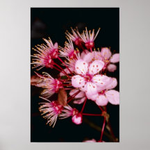 Red Blossom detail of flowering plum tree flowers Print