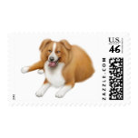 Red Border Collie Postage postage